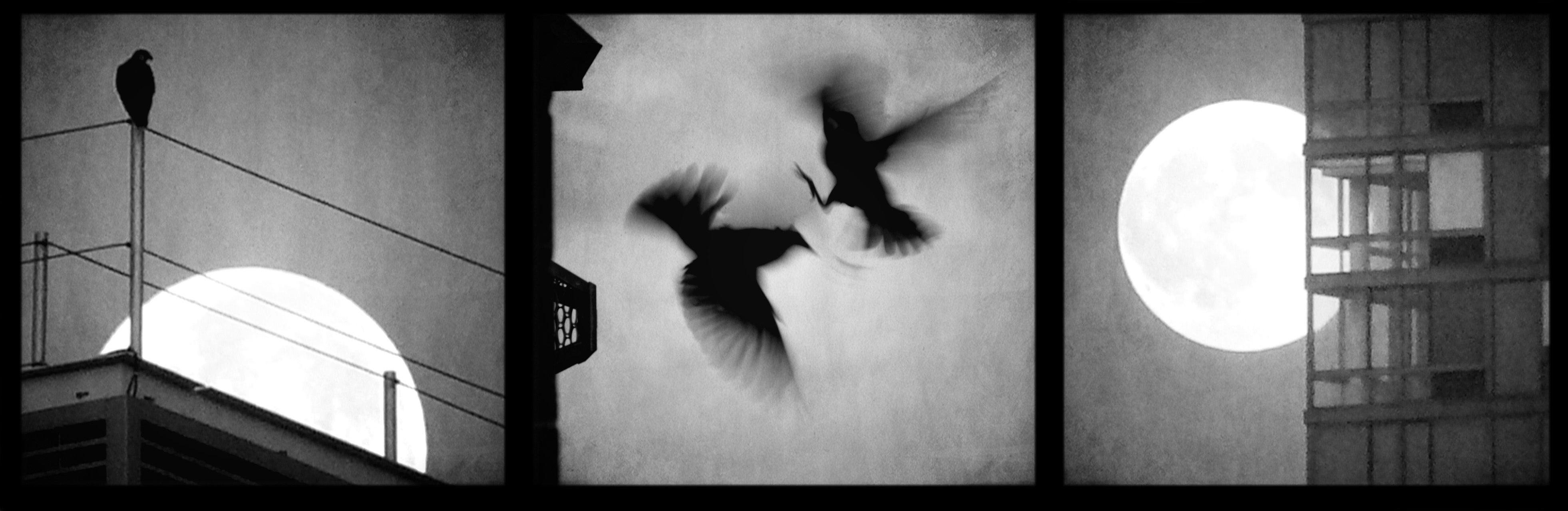 Falcon watches moon; two birds fighting; moon rises behind skyscraper